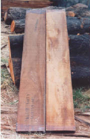 branchy.jpg