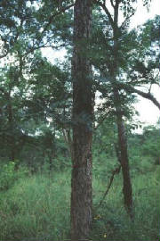 l_africa052.jpg